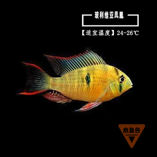 南美短鲷金波子玻利维亚凤凰鱼热带小型观赏金鱼荷兰凤凰淡水活体