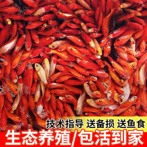 草金鱼红草鱼观赏鱼小金鱼