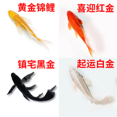 黄金锦鲤观赏鱼黑金白金冷水好养鱼龙凤活鱼鱼苗好养耐活金鱼红金