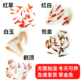 红草好养冷水金鱼活体小型鱼鹤顶红白小红草金鱼苗观赏鱼多种颜色