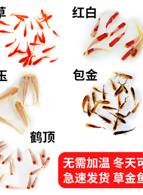 红草好养冷水金鱼活体小型鱼鹤顶红白小红草金鱼苗观赏鱼多种颜色
