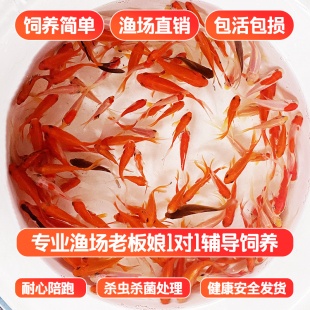 红草金鱼观赏鱼精品纯种锦鲤鱼小观赏鱼耐活冷水鱼苗红草冷水金鱼