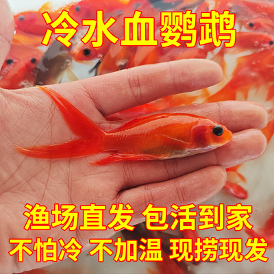 冷水血鹦鹉金鱼现捞包活到家