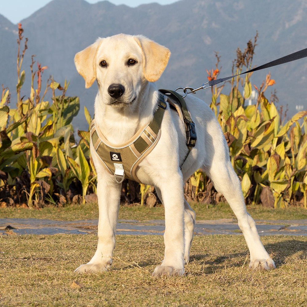 狗狗牵引绳中型大型犬狗链子遛狗背心式狗绳子金毛拉布拉多胸背带 宠物/宠物食品及用品 狗牵引绳 原图主图