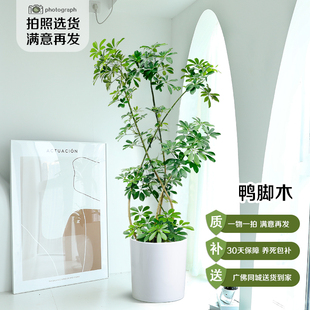 造型鸭脚木绿植室内大型植物网红客厅大盆栽鸭掌木净化空气四季 青