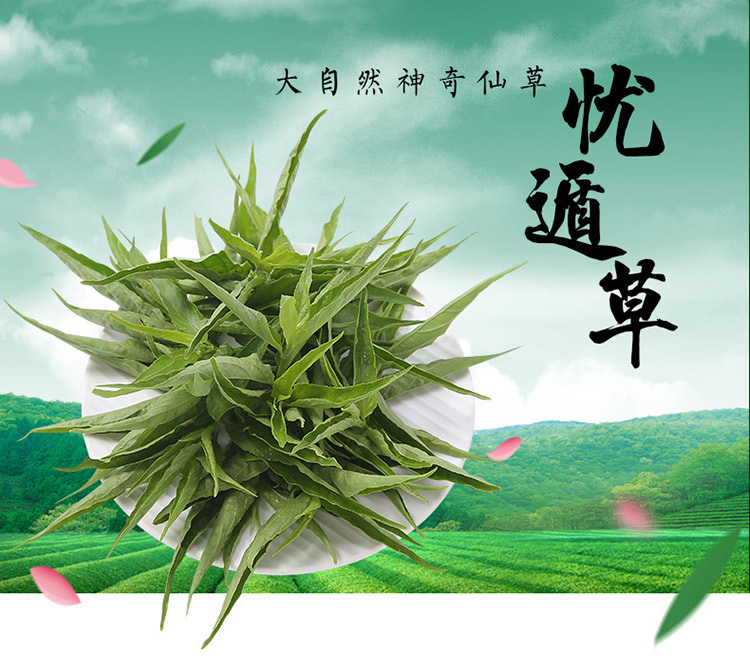 现摘纯种忧遁草鲜叶新鲜鳄嘴花纯野生黎王草小尖叶新鲜优盾草鲜叶 鲜花速递/花卉仿真/绿植园艺 绿植 原图主图