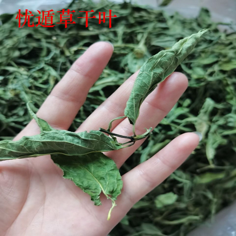 特级精品忧遁草干叶日晒0添加优顿草茶黎王草茶优盾草忧遁草茶叶