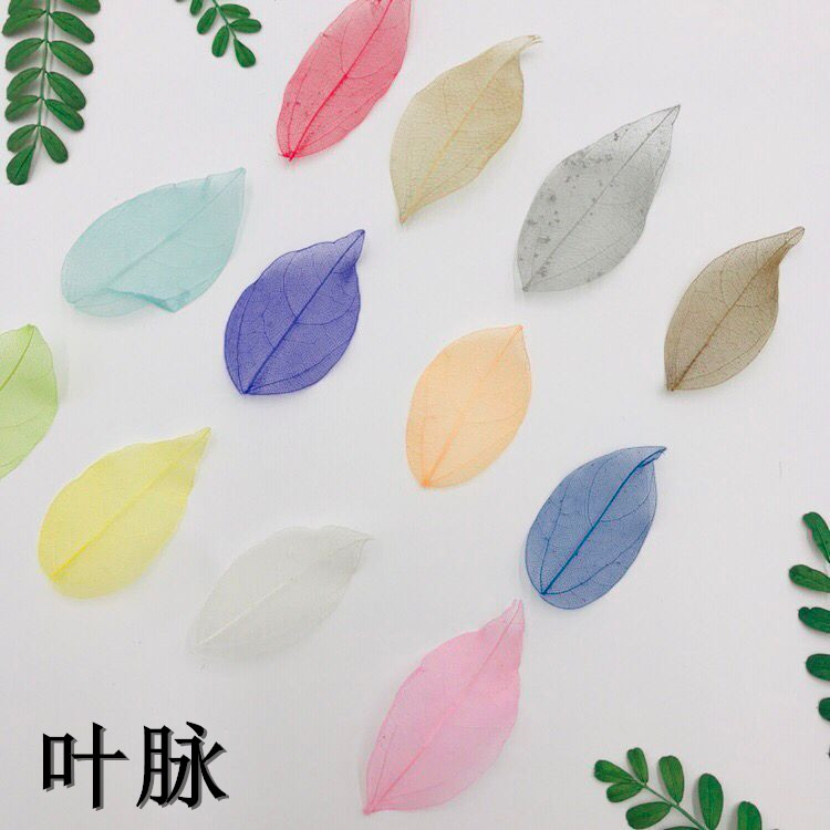 叶脉 网叶 金刚叶 真树叶 滴胶押花干花手机壳素材装饰贴画树叶