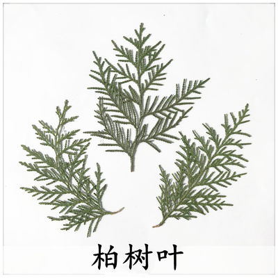 柏树叶干花圣诞diy植物压花