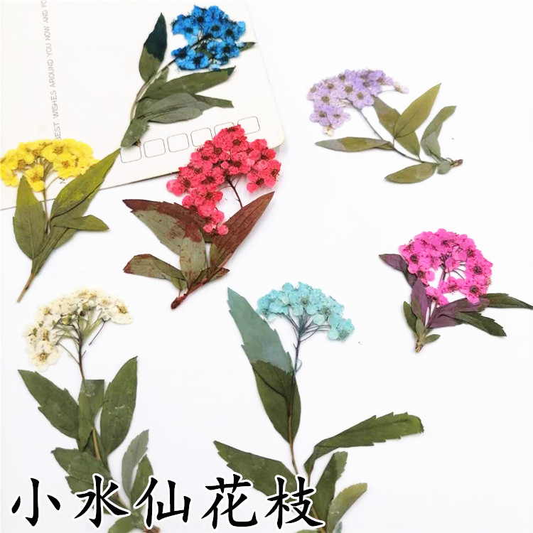 绣线菊干花diy手工滴胶手机壳