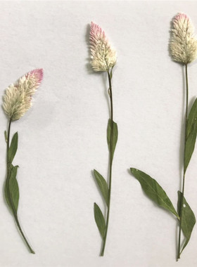 鸡冠花学生diy幼儿园植物标本