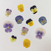 三色堇 角堇香堇diy手工书签贺卡干花手机壳压花相框植物标本真花