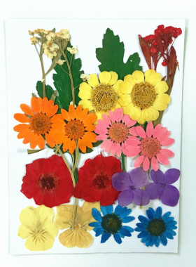干花包标本diy手工压花