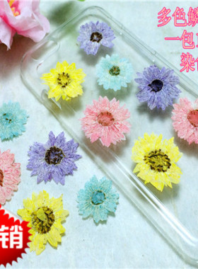 鳞托菊 押花花材diy手工花材滴胶干花植物教学干花标本天然真花