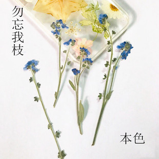 勿忘我 押花材料diy手工花材滴胶干花植物教学干花标本压花