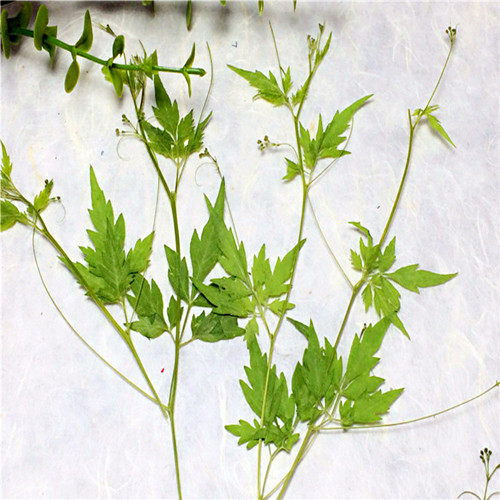 风船葛 倒地铃滴胶干花diy手工花材植物教学标本押花,家居饰品,干花/花瓣/干花包/干树枝,淘宝优惠券,粉丝福利购,淘宝优惠卷