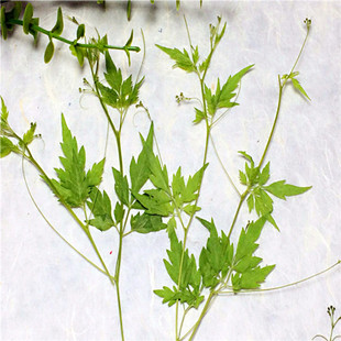 风船葛 倒地铃滴胶干花diy手工花材植物教学标本押花