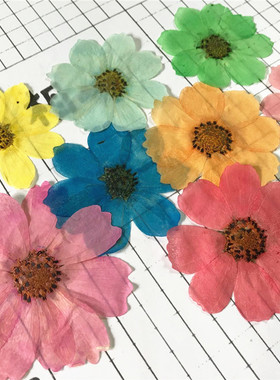 波斯菊紫色 押花天然压花滴胶干花手机壳干花教学标本diy手工花材