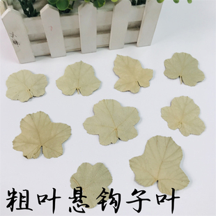 粗叶悬钩子 干花树叶贴画亲子diy手工压花幼儿园植物标本装饰押花