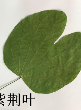 树叶押花画天然标本diy压花装饰