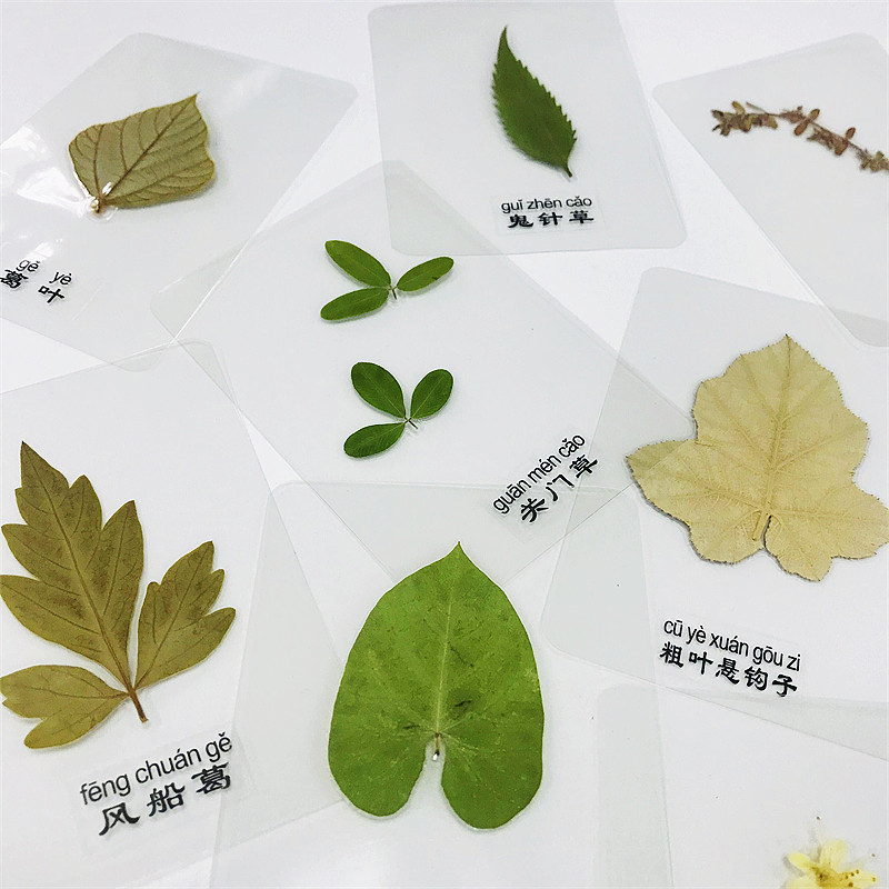 塑封标本中草药植物标本幼儿园儿童教学干花书签真树叶压花卡片