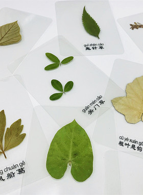 diy干花压花标本植物教学