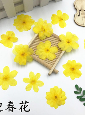 迎春花相框diy植物教学押花画