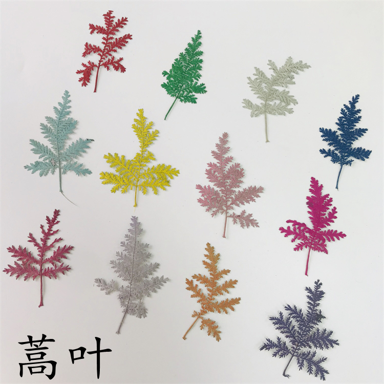 蒿叶滴胶diy植物教学干花