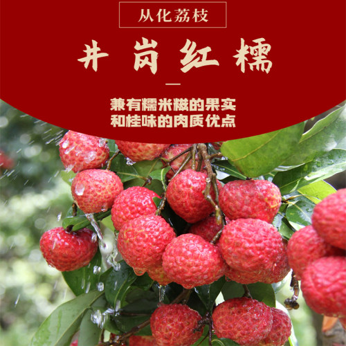 3斤装从化井岗红糯米糍荔枝现摘