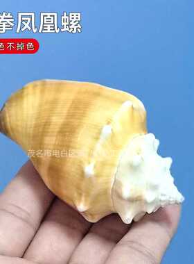 金拳凤凰螺天然贝壳海螺工艺品摆件地中海家居装饰鱼缸水族造景