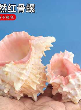 卷贝鱼寄居蟹替换壳天然贝壳大粉红骨螺听风海螺多肉花盆鱼缸造景
