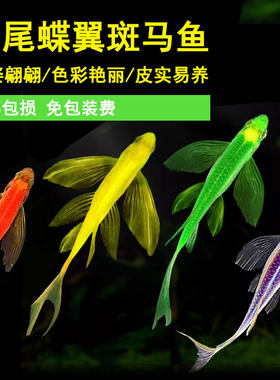 蝶翼斑马鱼长尾长鳍冷水观赏鱼绿色红色小型热带鱼活体鱼皮实易养