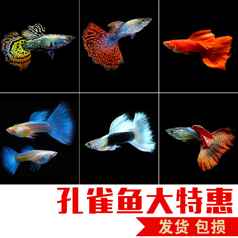 孔雀鱼凤尾淡水鱼缸易繁殖耐活体皮实好养灯科小型热带胎生观赏鱼