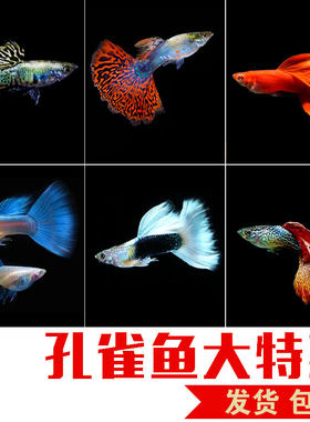 孔雀鱼凤尾淡水鱼缸易繁殖耐活体皮实好养灯科小型热带胎生观赏鱼