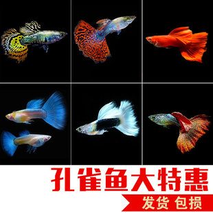 孔雀鱼凤尾淡水鱼缸易繁殖耐活体皮实好养灯科小型热带胎生观赏鱼