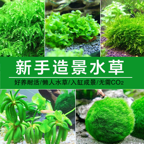 造景绿藻球辣椒榕黄金榕莫斯香蕉