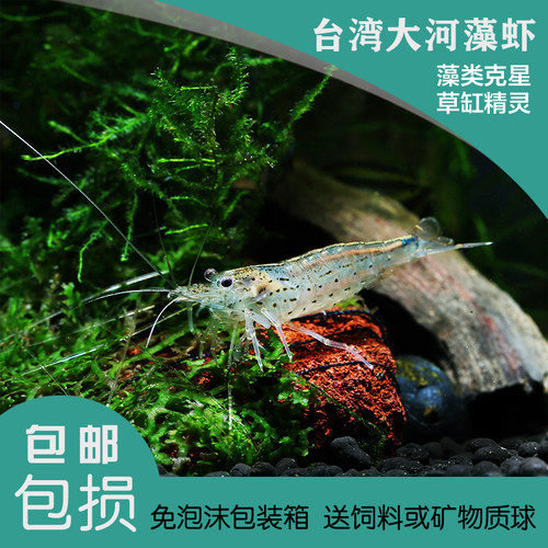 台湾大河藻虾宠物虾工具虾除藻虾