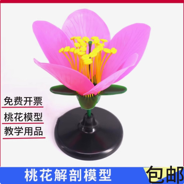 桃花解剖模型生物实验模型