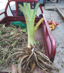 食用萱草台湾晚熟黄花菜金针花高山1号四季常青常绿种苗500株包邮