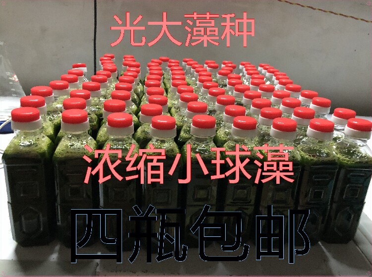 海水小球藻浓缩小球藻轮虫开口饵料浓缩藻海水轮虫淡水轮虫