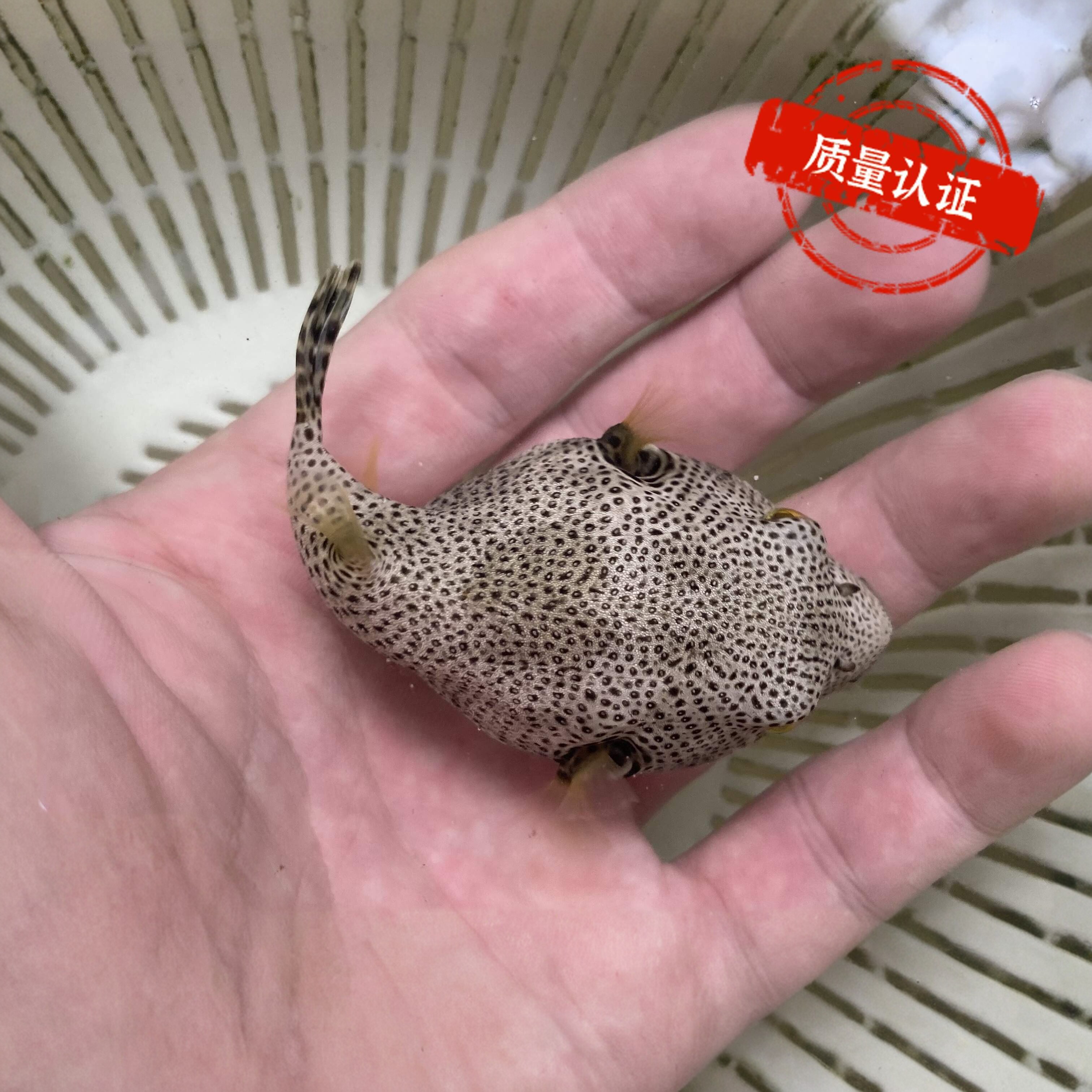 豹纹珍珠狗头鱼 河豚海水鱼观赏鱼小丑鱼活体珊瑚木瓜牛角