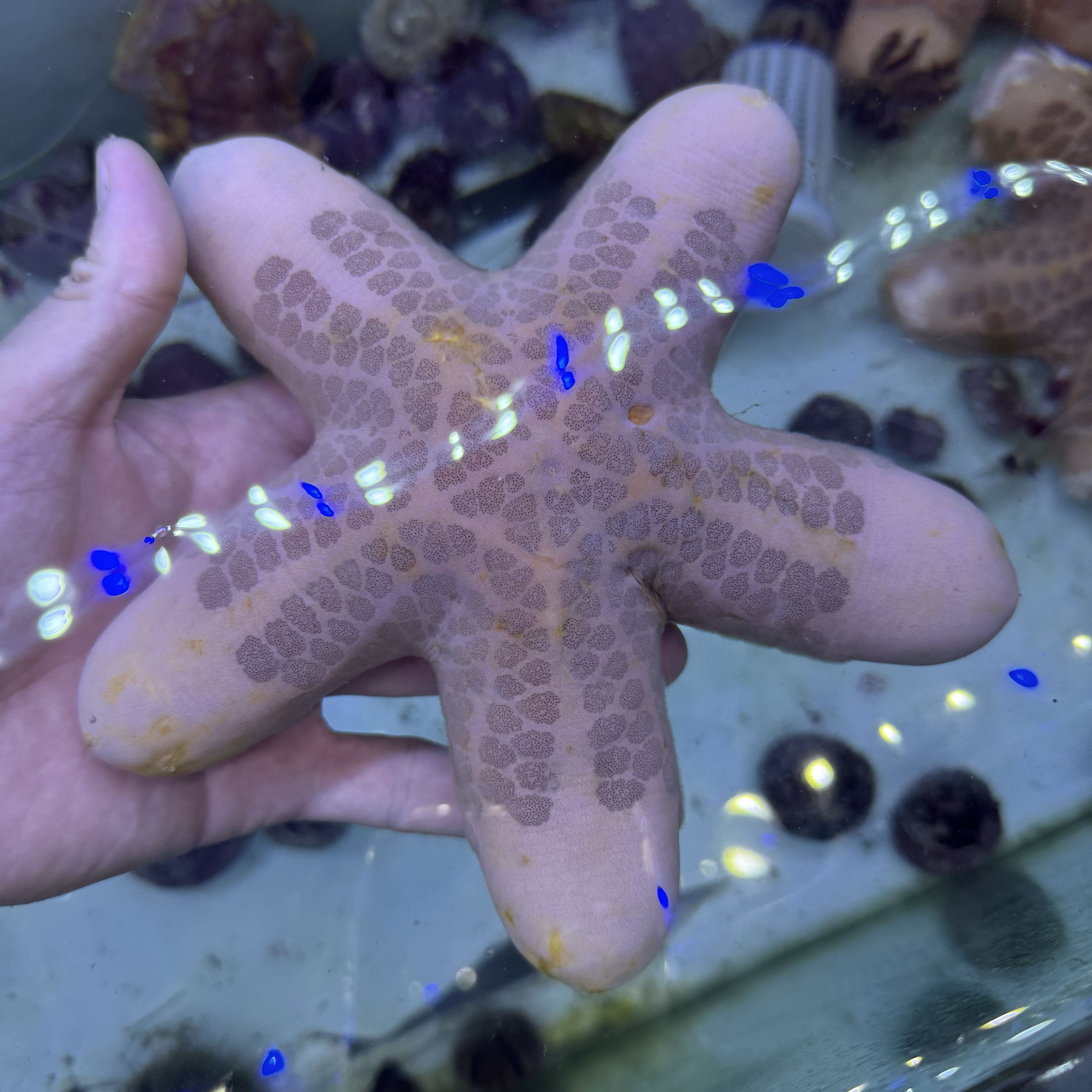 粒皮瘤海星五吊星海水鱼观赏鱼