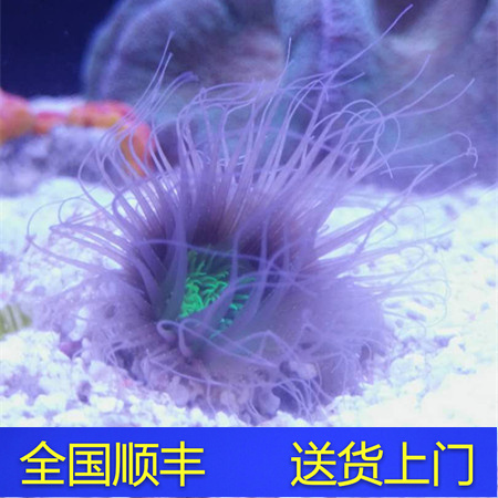 紫须绿芯千手佛 海水鱼观赏鱼黄金吊活体珊瑚小丑鱼