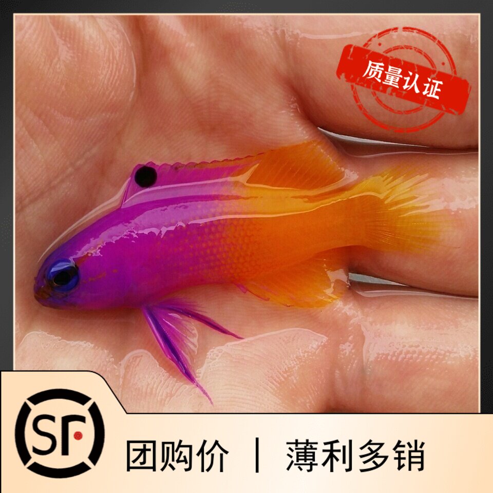 美国鬼王 双色草莓 海水鱼观赏鱼黄金吊活体珊瑚小丑鱼