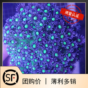 双色圆帽 宝石花茉莉花珊瑚活体海水鱼观赏鱼小丑鱼