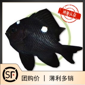 三点白 海水鱼观赏鱼小丑鱼活体珊瑚