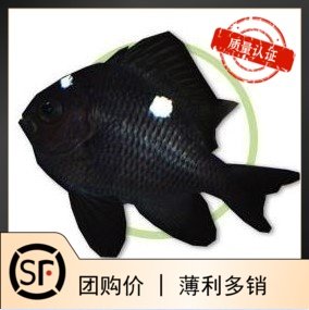 三点白 海水鱼观赏鱼小丑鱼活体珊瑚