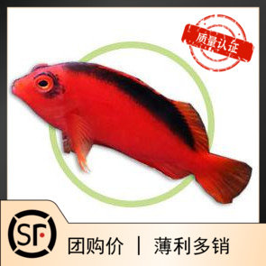 美国红鹰 2b鱼 火焰鹰海水鱼观赏鱼活体珊瑚小丑鱼