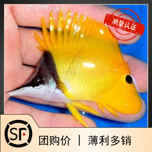 黄火箭鲽鱼科三间火箭海水鱼