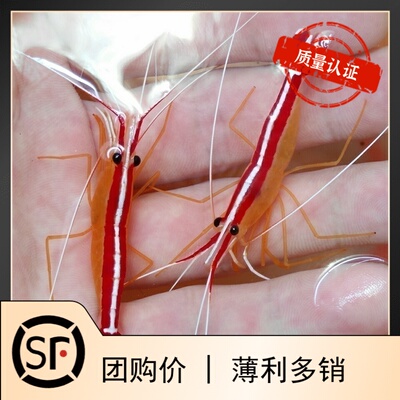 清洁小丑性感海水鱼珊瑚火焰虾